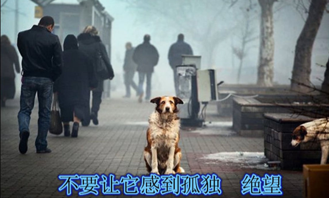 和平和平爱影圈微博微信转发案例
